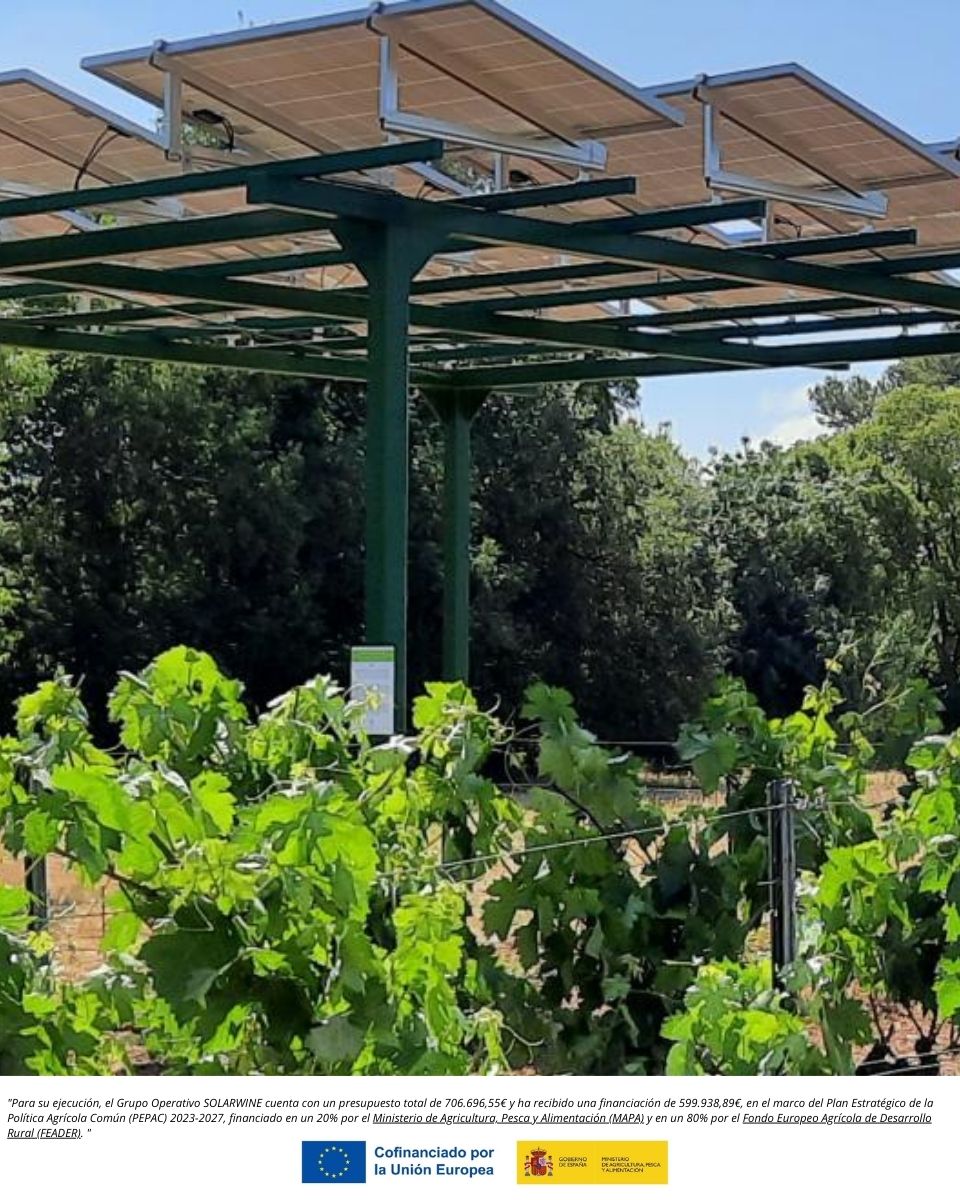 202504Abril23-PROYECTO-SOLARWINE-fotovoltaica-viticola-sostenible